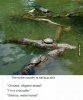 Turtle-army.jpg