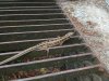 IMG_20160617_121000.jpg