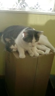 RadCat