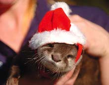 theotter