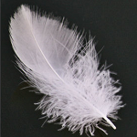 Cygnus