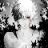 Lone_shadow_wolf