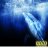 Ecco the Dolphin